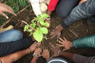Tree Planting